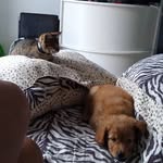 Kira & Íris ✨🐈🐕 - @kira__iris_ - Instagram