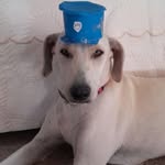Kira Iris Oso Canela - @las_aventuras_de_mi_patrulla - Instagram