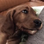 kira - @kira_irish_setter - Instagram