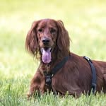 Kira - @kira_irishsetter - Instagram