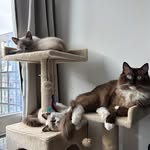 Simba, Kira & Iris - @mittedkitties - Instagram