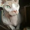 KiraKirk - @kirakirk - TikTok