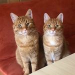 Mäx&Kira - @maxwell_and_kira - Instagram