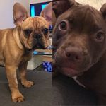 MaxWell & Kira 🐶👑 - @maxwell_kira - Instagram