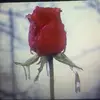 kiramorse100 - @kiramorse100 - TikTok