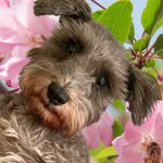 Kira Robbins McDonald - @kirathemagicalpuppy - Instagram