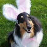 Kira Wallace - @clickercollie - Instagram