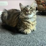 Kiera Webb - Facebook