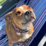 Kira Young - @kirayoungthestaffy - Instagram
