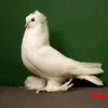 kirangowda6366 - @kirangowds6366 - TikTok