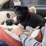 Kirby & Bailey - @kirby.and.bailey - Instagram
