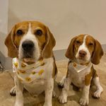Kirby & Bailey the Beagles - @_kirby.bailey - Instagram