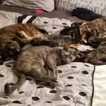 Kirby▪Bailey▪Tilly▪Tory▪Macy - @kirby.and.co - Instagram