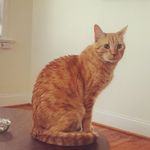 Kirby Fleming - @kirbythe_cat - Instagram
