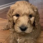 Kirby Jackson - @meet_kirby_doodle - Instagram