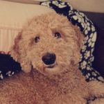 Kirby Jacobs - @kirby.thecurlyfry - Instagram