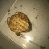 thicc frog 🐸 - @kirby.ali.morris - TikTok
