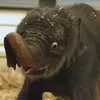 Kirby Fan Page - @kirby_the_elephant - TikTok