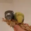 Kirby&Kwebbel2010 - @kirbyenkwebbel2010 - TikTok