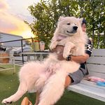 Kirby - @kirby_white_bear - Instagram