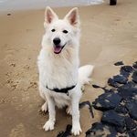 kirby - @kirby_whiteshepherd - Instagram