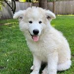Stuart Kirk Bertram (aka Stuart) - @stuart.the.malamute - Instagram