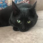 45 - @kirkbesthecat - Instagram