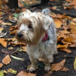 Buddy ... The Yorkie - @buddykirkus - Instagram