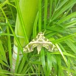 Kirk Denton Jesulga Cranedo - @kirkdentoncranedo - Instagram
