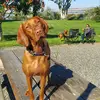 Vizsla Girlz - Kirk Engle - @vizsla.girlz - TikTok