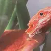 Kirk FlemingSpok - @kirk.flemingspok - TikTok