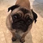 Henrietta Kirk Kane - @henriettakirkkane - Instagram