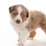 Kirk Marsh - @puppiesonwhite - Instagram
