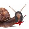kirk the snail 🐌🎸 - @kirk.the.snail - TikTok