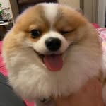 Kirk - The dog prince - @kirk_spitz - Instagram