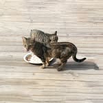 Kirk Ross - @piratescovecats - Instagram