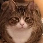 kirkles🐈 - @kirklesgurtrude - Instagram