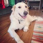 Kirk Staples - @kirk_the_wonderdogo - Instagram