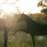 Partnership Performance Horses - @kirralee.jones - Instagram