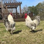 Kirsten & Cole Guy - @guys_birds_and_berries - Instagram