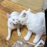 키샤랑왓슨이형 - @kisha_watson_bro - Instagram