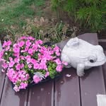 kisook kim - @shonshon724 - Instagram