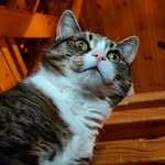Kisu-Lee - @kisulee2011 - Instagram