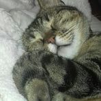 Kitty O Callahan - Facebook