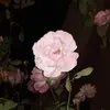 kitichan - @kittyluvpnk - TikTok