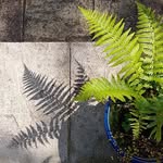 Kit Collins - @kitgrowsagarden - Instagram