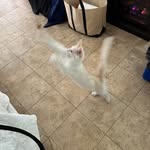 Kit Goodwin - @antiochcats - Instagram