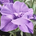 Kit Harris - @kitharrismaui2024 - Instagram