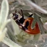 Kit Johnson - @kitladybug - Instagram