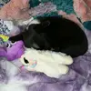 kittywilliamson1 - @kittywilliamson1 - TikTok